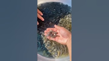 Cung cấp Nòng Nọc Ếch mẫu 500-1000con/kg, trại ở Định Trung, Bình Đại, Bến Tre 0982351234 #Shorts