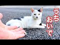 ウルウルお目目の野良猫､保護しました