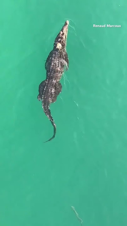 #Crocodile seen swimming under Pompano Beach, #Florida, pier #shorts