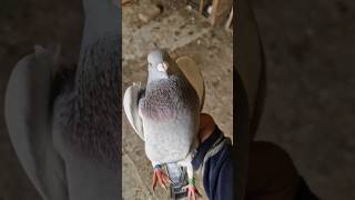 Download Lagu 😯pigeon growth very fast😲#youtube#short#video#viral#youtube#Arshid#pigeon# MP3