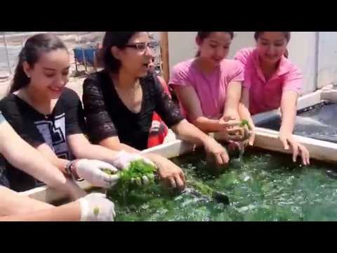 فيديو: كيف يتم استخدام الطحالب