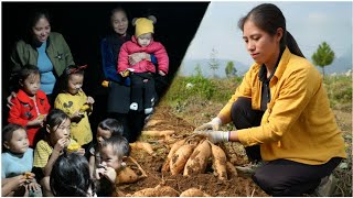 Harvesting honey potatoes to sell. Visit the children in the village with delicious potato cakes!