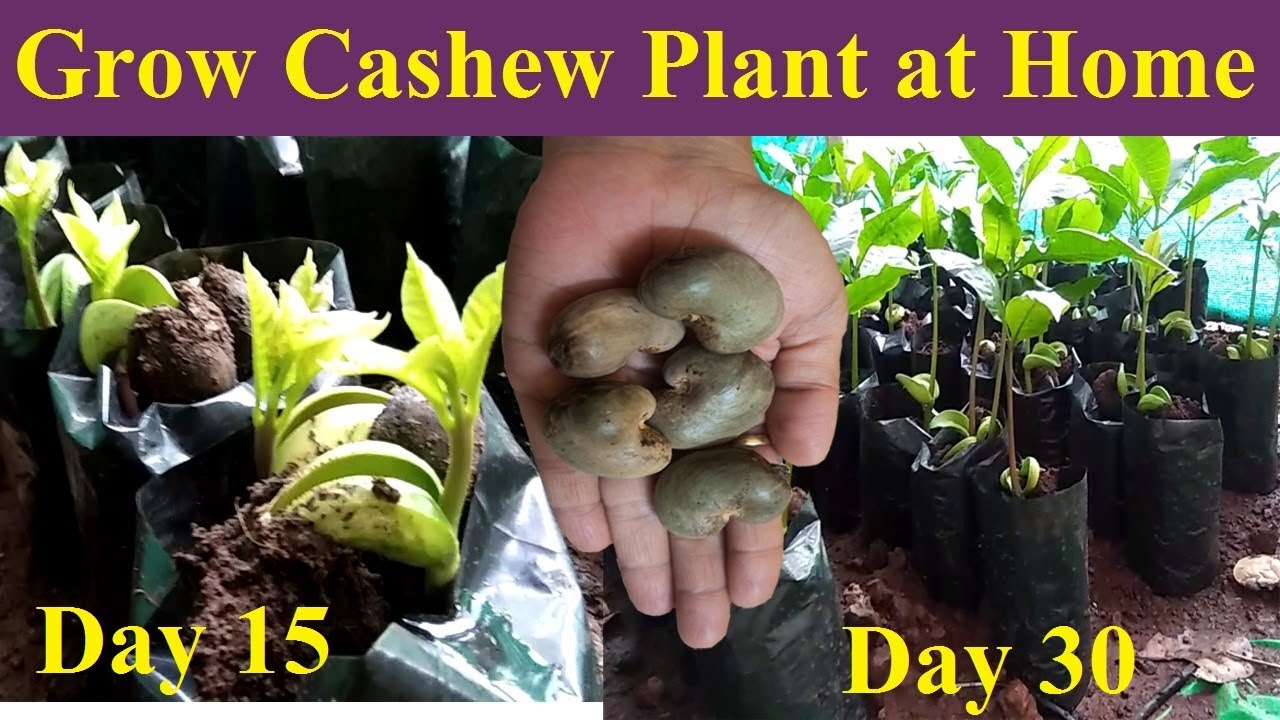 Grow Cashew at home घर में उगाये काजू Kaju Plantationकाजू लागवड