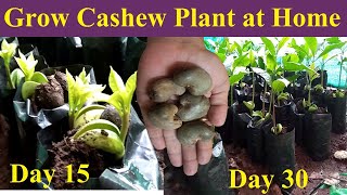 Grow Cashew at home| घर में उगाये काजू | Kaju Plantation|काजू लागवड