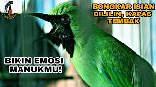 NGERI!! CUCAK IJO FULL ISIAN KAPAS TEMBAK DAN CILILIN | GOPRO HERO 5