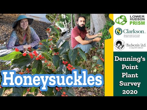 Video: Honeysuckle Varieties - Distinguishing Different Types Of Honeysuckles