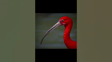 Красный ибис