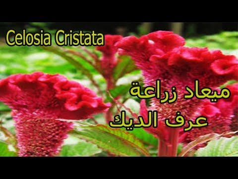 ميعاد زراعة نبات عرف الديك زراعة الاسطح