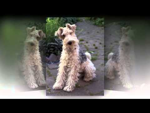 Fox Terrier Dog breed my dog is shaking