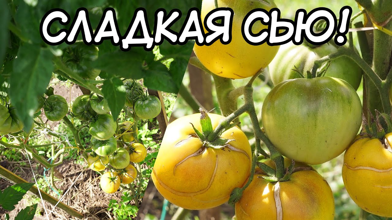 Сажаем вместе 2023 - Страница 87 - Дачные дневники 2023 - tomat-pomidor.com- форум