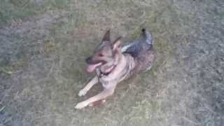Kya-Raa The German Shepherd The Best Dog Ever 5