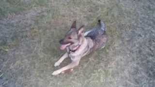 Kya-Raa the German shepherd the best dog ever 5