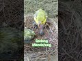 DENGAN CARA SEPERTI INI ANAK BURUNG KEDASIH BISA MENDORONG SODARA TIRINYA #SHORTS