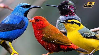 Relax With The Colorful Singing Bird Garden To Relieve Stress 4K