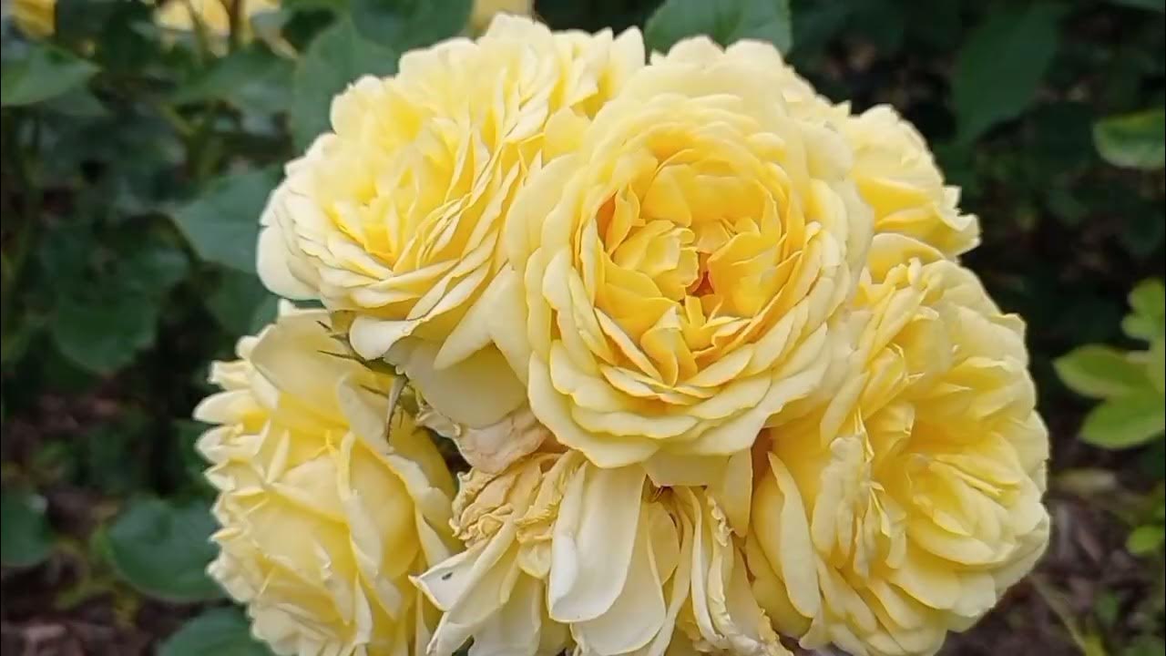 Поле роз. - YouTube