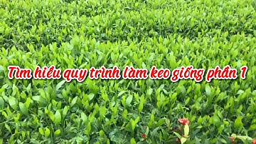 Tìm hiểu quy trình làm giống keo hạt tai tượng phần 1