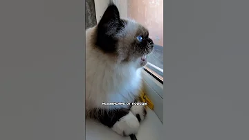 Почему кошка или кот стрекочет 😄