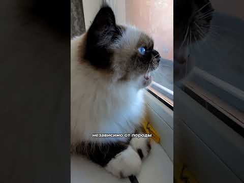Видео: Почему кошки издают трели?