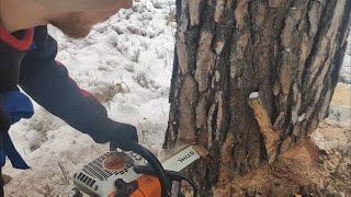 Зимняя валка леса с возвращением Stihl MS 361