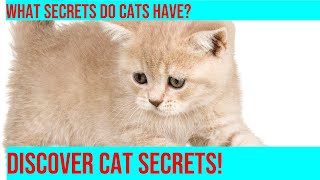 Uncovering the Secret Lives of Outdoor Cats by Purrfect Paws 241 views 2 months ago 3 minutes, 49 seconds