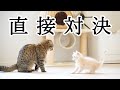 先住猫に勝負を挑む生後2ヶ月の子猫が可愛すぎました