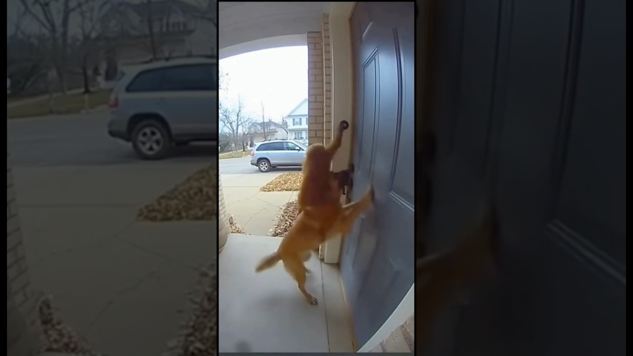 CCTV captures dog & monkey ringing the doorbell 😂