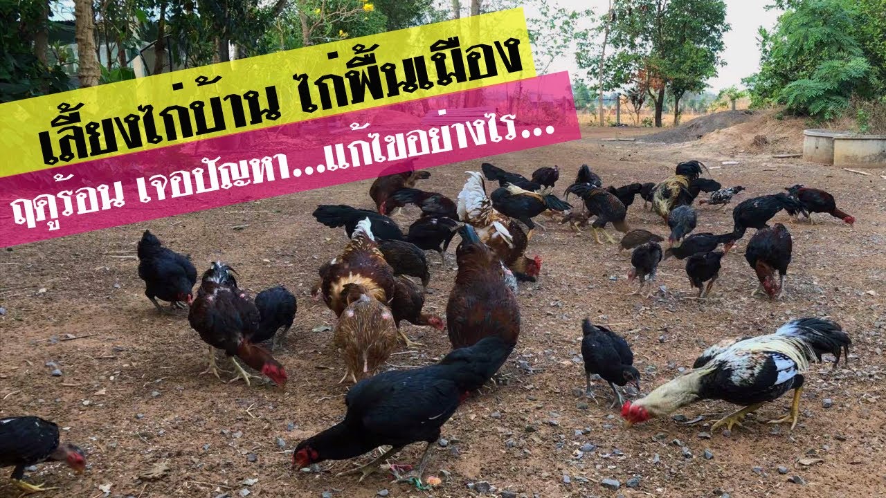 เลี้ยงไก่บ้านเยอะๆ ไก่พื้นเมือง200-300ตัว ให้กินอาหารอะไร ฤดูร้อน เจอปัญหาและแก้ไขอย่างไร