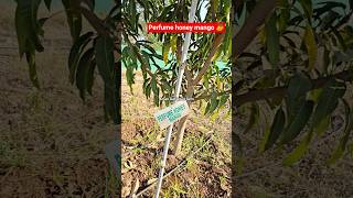 perfume honey mango 🥭 at our #rajasthan farm #viral #youtubeshorts