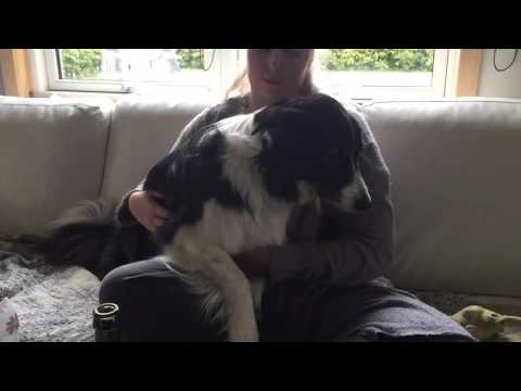 Ditte Young, dog whispering (WITH SUBS) What Nemo thinks about the younger dog Zailey, Ishøj, Oct 15 Ditte Young, dog whispering (WITH SUBS) What Nemo thinks about the younger dog Zailey, Ishøj, Oct 15
