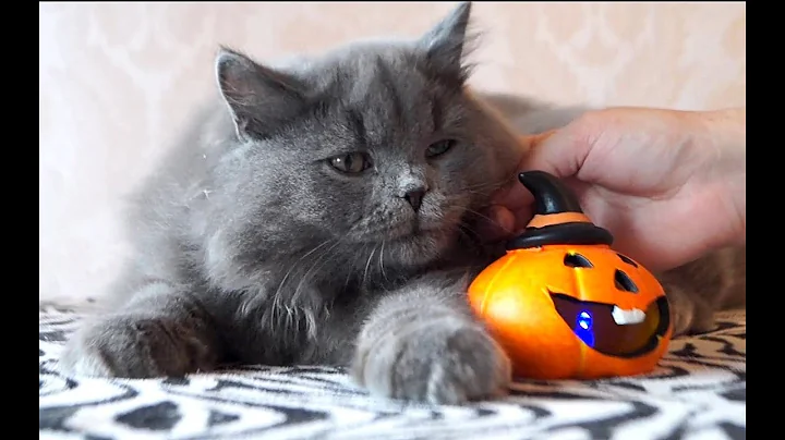 Watch the video about British longhair kitten Ollie 5 months