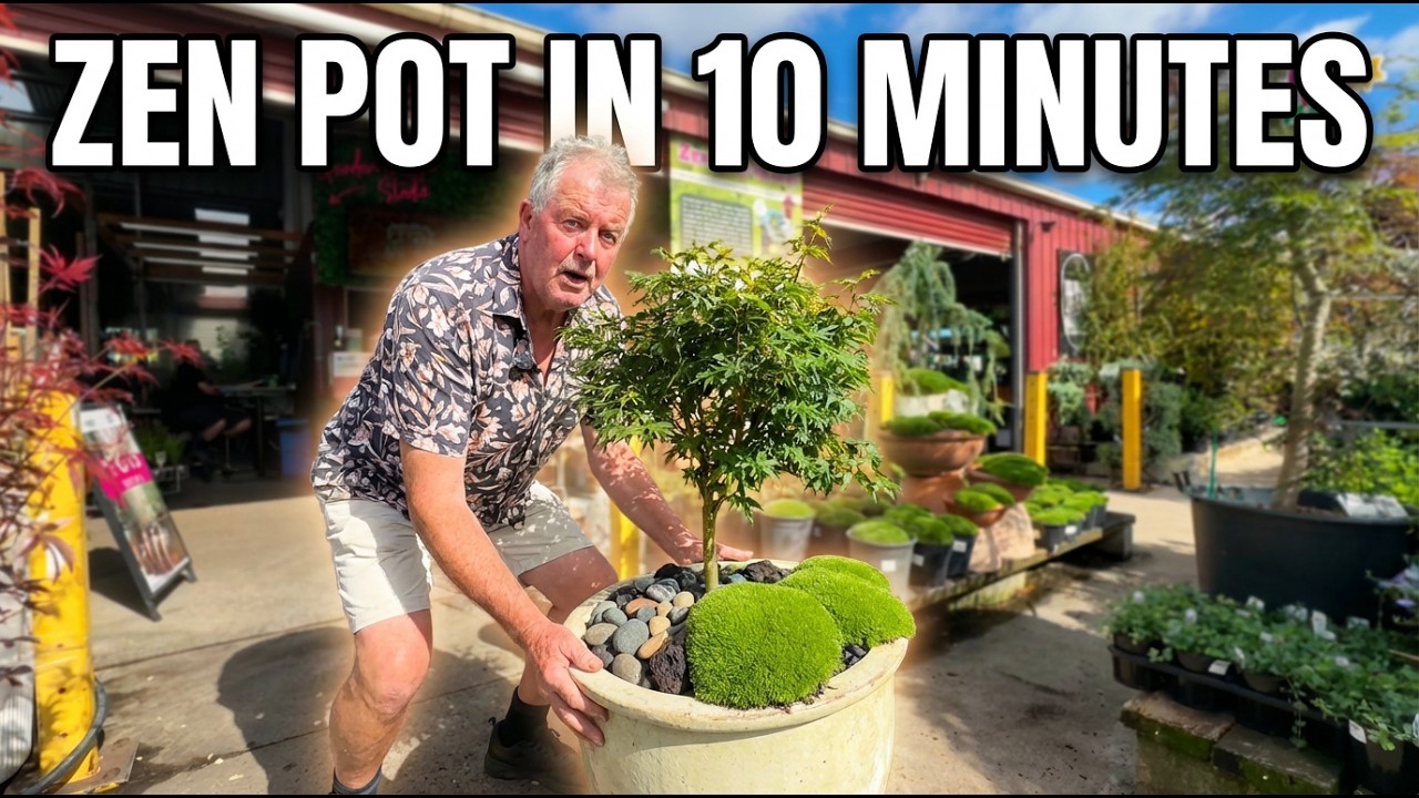 How to Create a Zen Pot Display 🌿 Japanese Maple Bonsai Style
