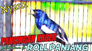 Download Lagu SUARA KACER ROLL PANJANG FULL materi MP3