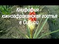 Книфофия -  южноафриканская гостья в Сибири