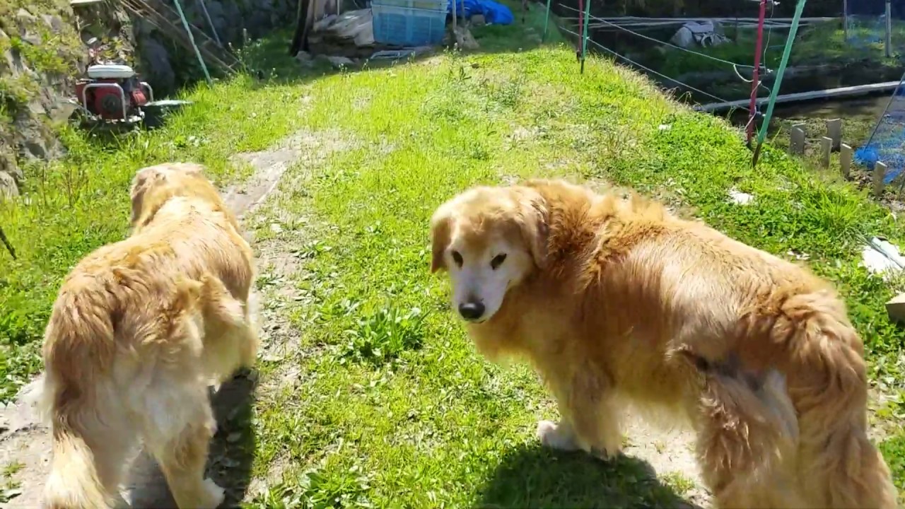 癒し動画 うさぎ 朝の里山を散歩するゴールデンレトリバー