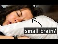 Why do little things sleep longer?