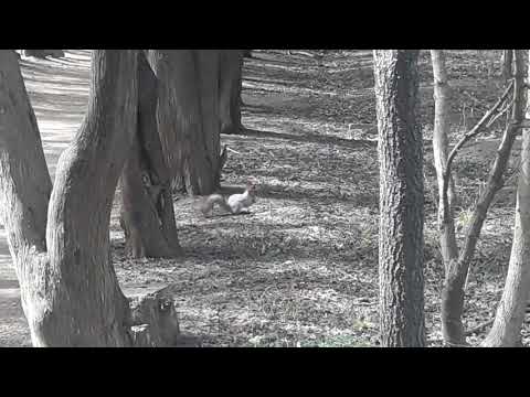 ციყვი დიღმის ტყეში