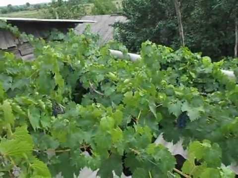 Сорт винограда Мукузани.