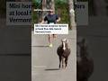 Mini horses surprise runners at local five-mile race in Vermont town