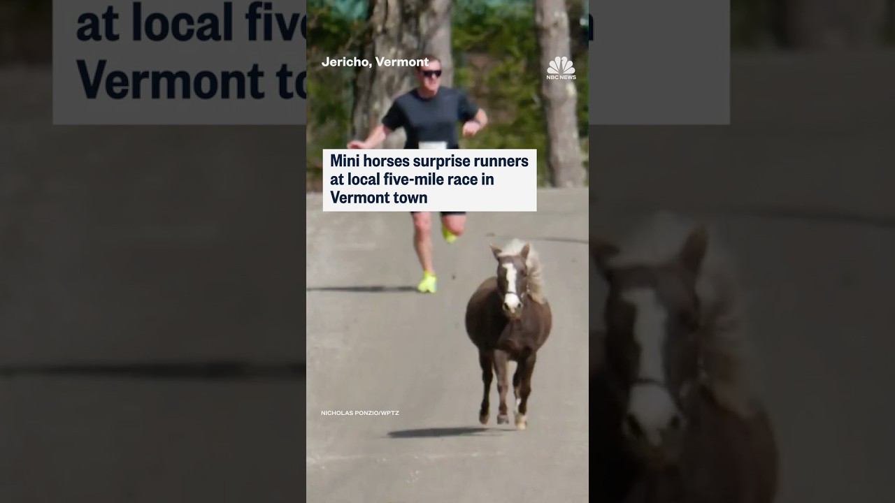 Mini horses surprise runners at local five-mile race in Vermont town