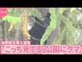 【公園にクマ】「こっち見てる」麻酔銃を撃ち捕獲