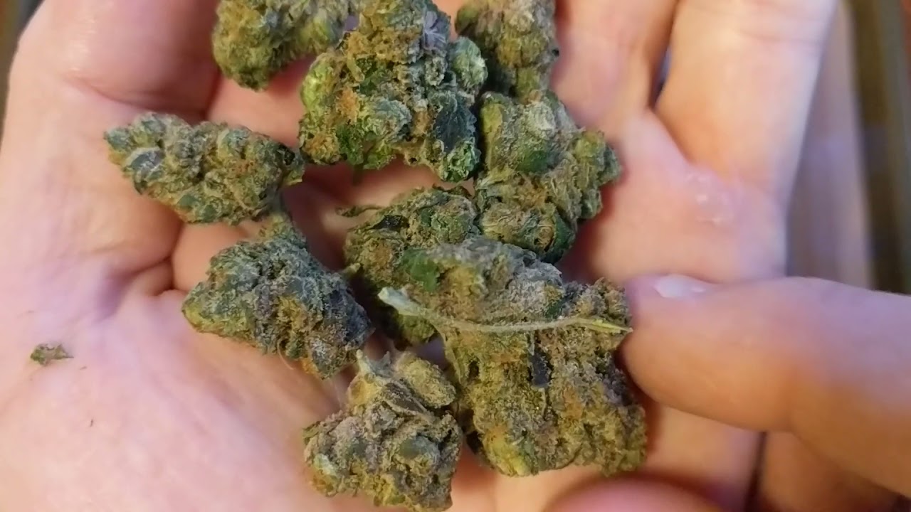 Pink Cookies 🍪 22% Trulieve Eustis