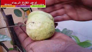 تنائج زراعة الجوافة على الأصيص Growing Guava in containers