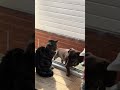 Dog Terrified To Walk Past Cat 😂