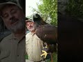 Beautiful Golden Eagle 