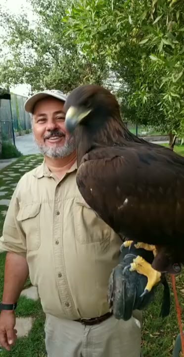 Beautiful Golden Eagle 🦅 #shorts #animals #giant #cuteanimals #birds #eagle #zoo