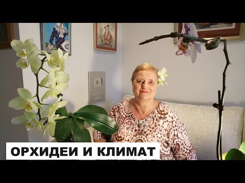 ОРХИДЕИ И КЛИМАТ..ПОЧЕМУ ГНИЮТ КОРНИ..ОРХИДЕЯ "ВАШИНГТОН"
