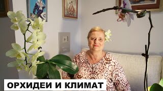 ОРХИДЕИ И КЛИМАТ..ПОЧЕМУ ГНИЮТ КОРНИ..ОРХИДЕЯ "ВАШИНГТОН"