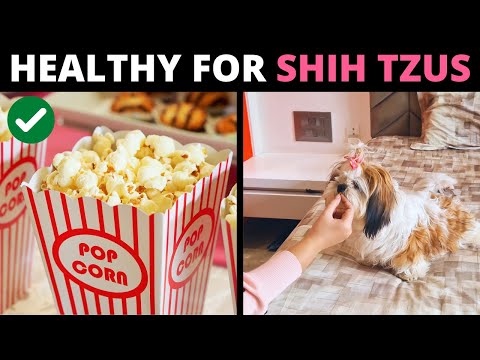 Video: 3 tecken på din Shih Tzu är överviktig