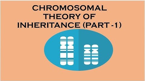 CHROMOSOMAL THEORY OF INHERITANCE PART -1
