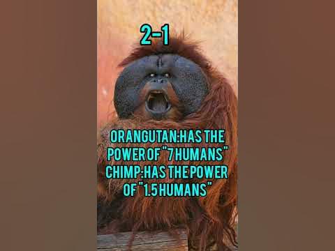 Chimpanzee vs Orangutan |WHO WOULD WIN| #orangutan #chimpanzee - YouTube